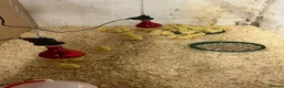 Chickens poultry for sale: Ross cobb chicks day old - Advert 1