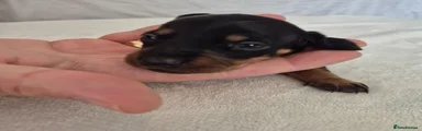 Black & Tan G