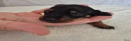 Miniature Dachshund dogs for sale: 🖤 Stunning Miniature Dachshunds 🖤 - Advert 6