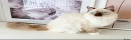 Ragdoll cats for sale: GCCF ACTIVE (FOR BREEDING) SEAL POINT MITTED GIRL - Advert 7