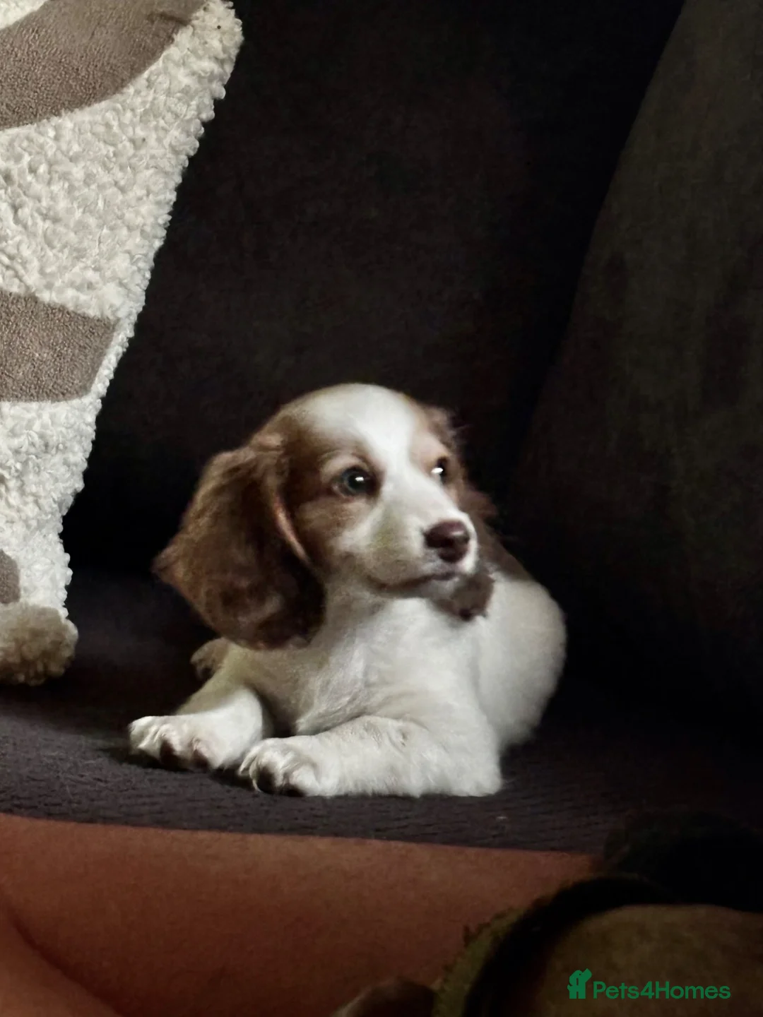 Dachshund dogs for sale: MINIATURE DACHSHUND GIRL LEFT FOR LOVING HOME - Advert 1