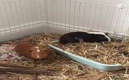 Guinea Pig rodents for sale: 2 MALE GUINEA PIGS £45+cage and accessories - Image 1