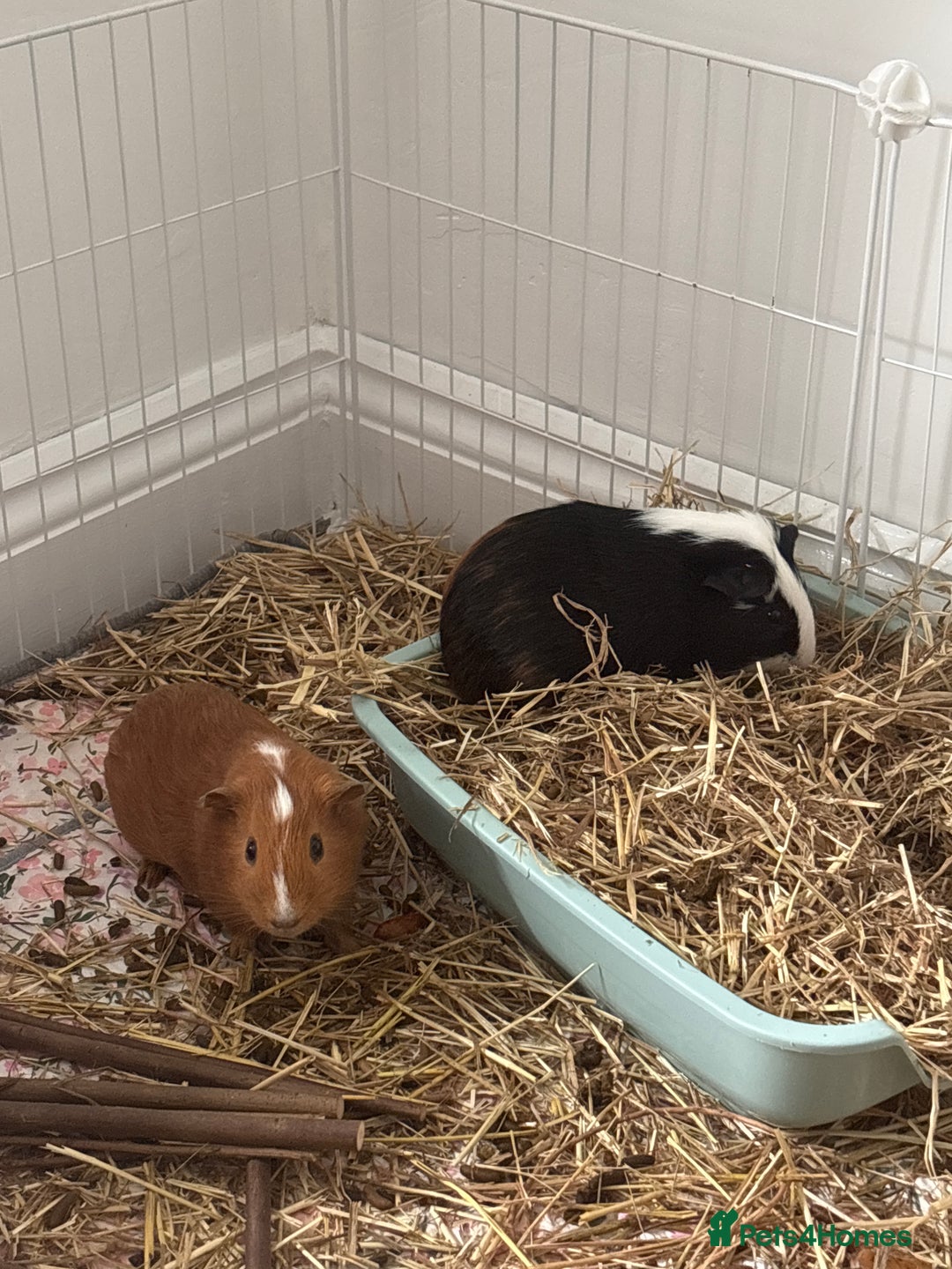 Guinea Pig rodents for sale: 2 MALE GUINEA PIGS £45+cage and accessories - Image 1