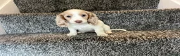 Miniature Dachshund dogs for sale: LONGHAIRED MINIATURE DAXIES READY NOW - Advert 3