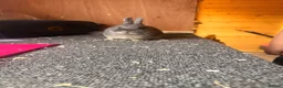 Netherland Dwarf rabbits for sale: Pure bred netherland dwarfs - Advert 8