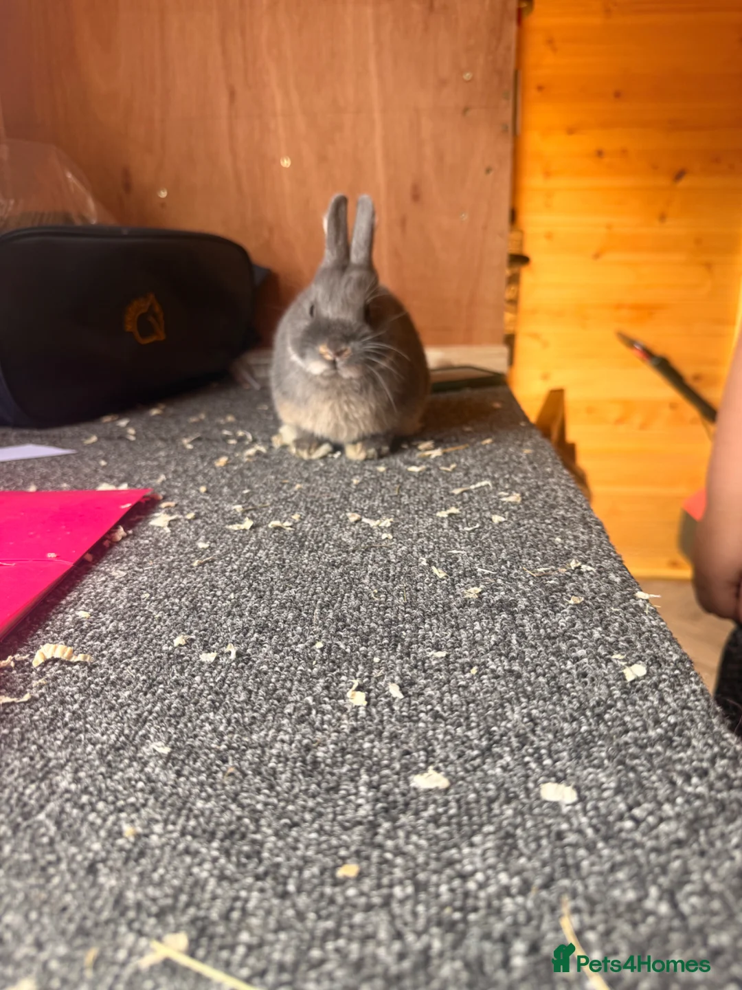 Netherland Dwarf rabbits for sale: Pure bred netherland dwarfs - Advert 8