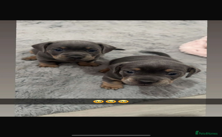 Mixed Breed dogs - Advert 3
