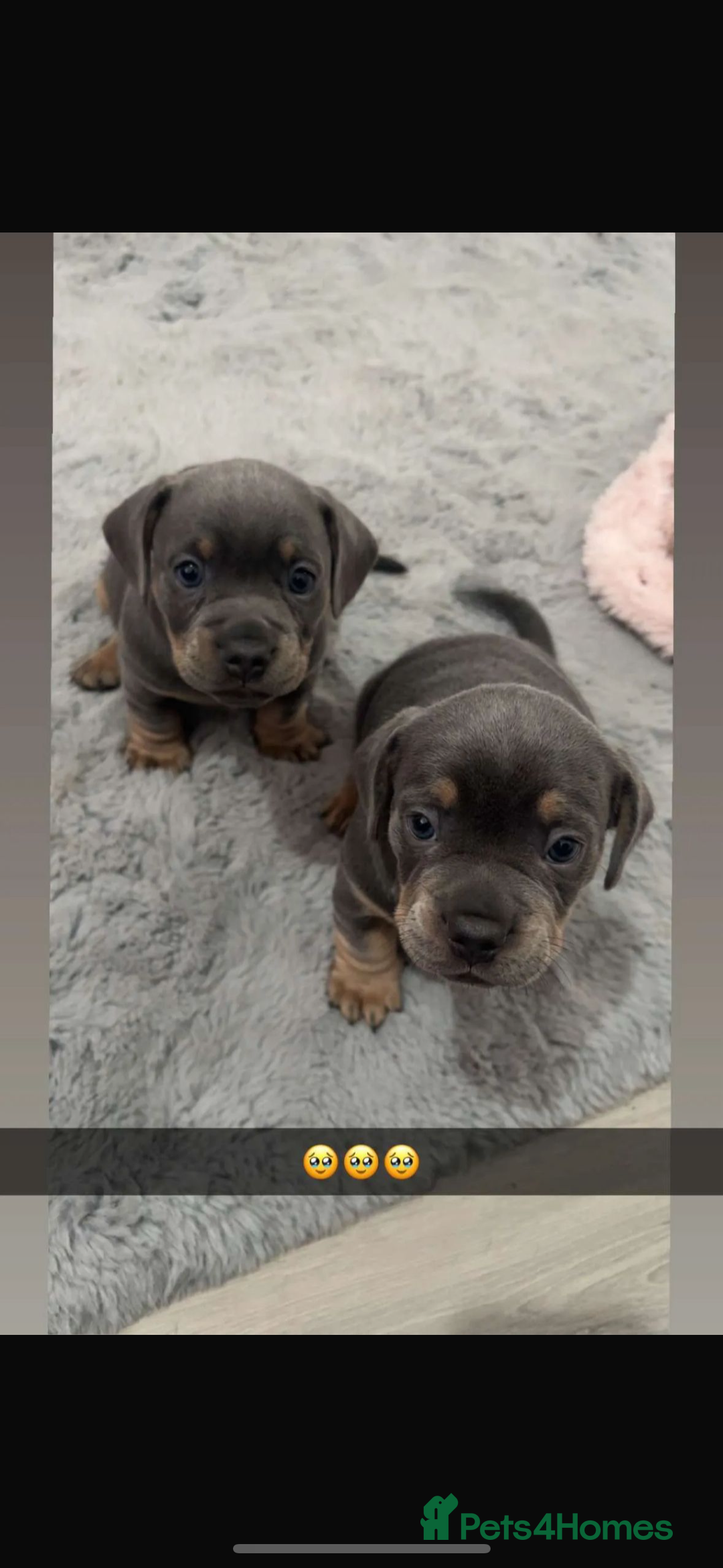 Mixed Breed dogs for sale: two blue & tan french weiners - Image 1