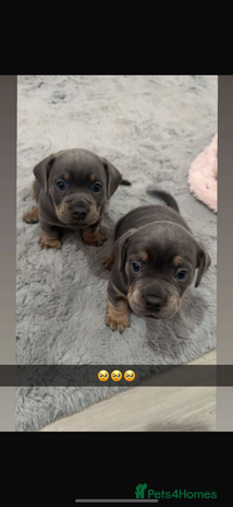 Mixed Breed dogs - Advert 10