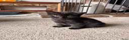 Mixed Breed cats for sale: Very cute and cuddly kittens  - Advert 2