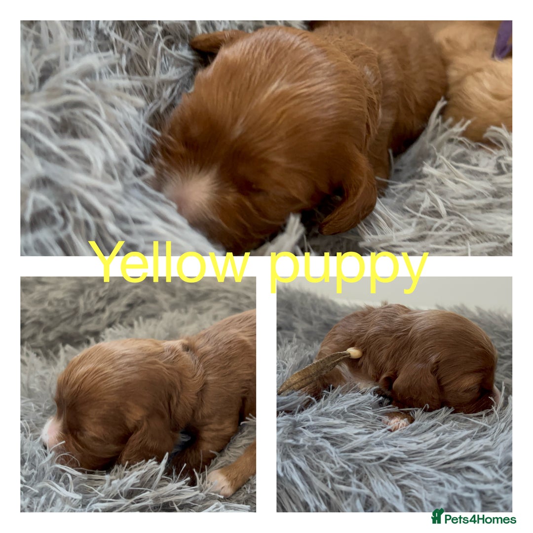 Cavapoo dogs for sale: Gorgeous F1 Cavapoo puppies. Health tested parents - Advert 24
