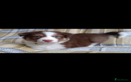 Australian Shepherd dogs for sale: Australian Shepherd puppies looking for new home in Peterborough - Image 13