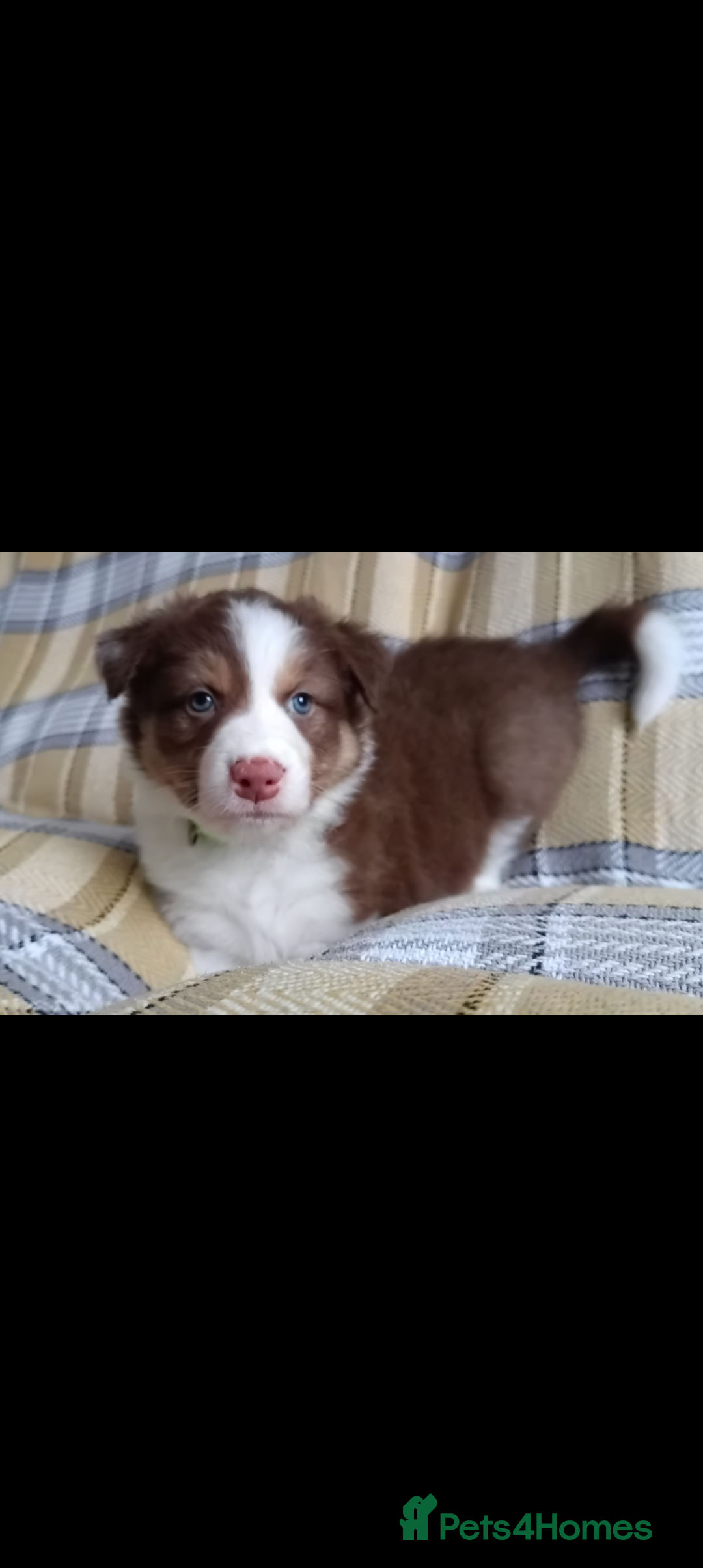 Australian Shepherd dogs for sale: Australian Shepherd puppies looking for new home in Peterborough - Image 13