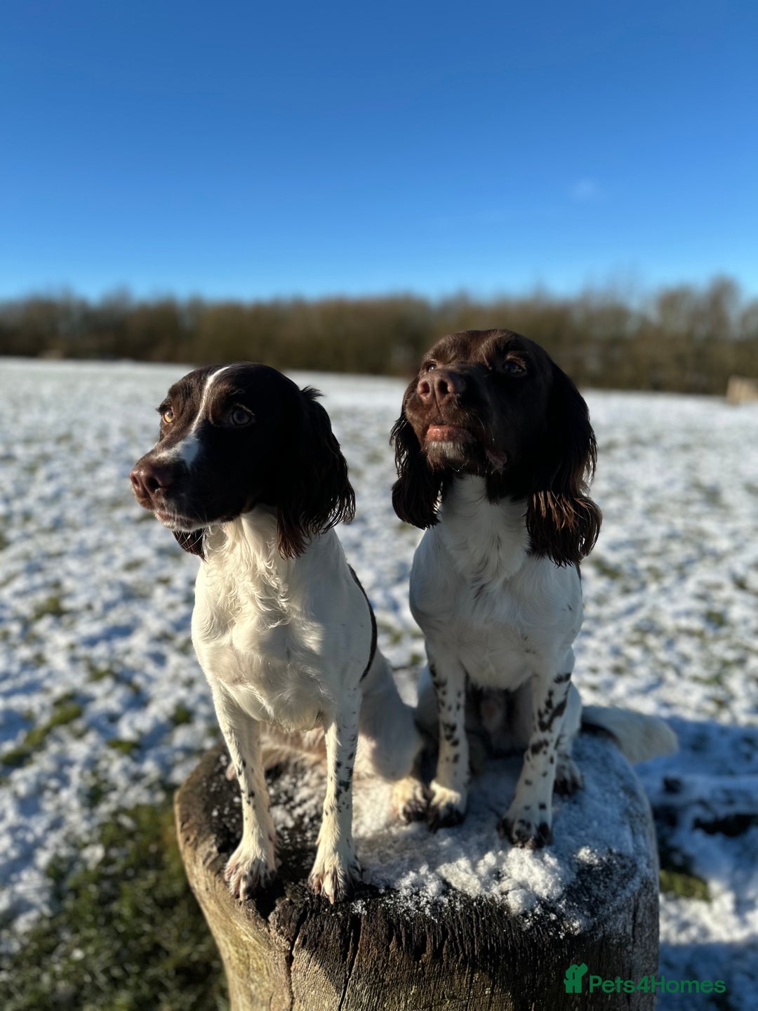 English Springer Spaniel dogs for sale: KC registered Springer Spainel  - Advert 9