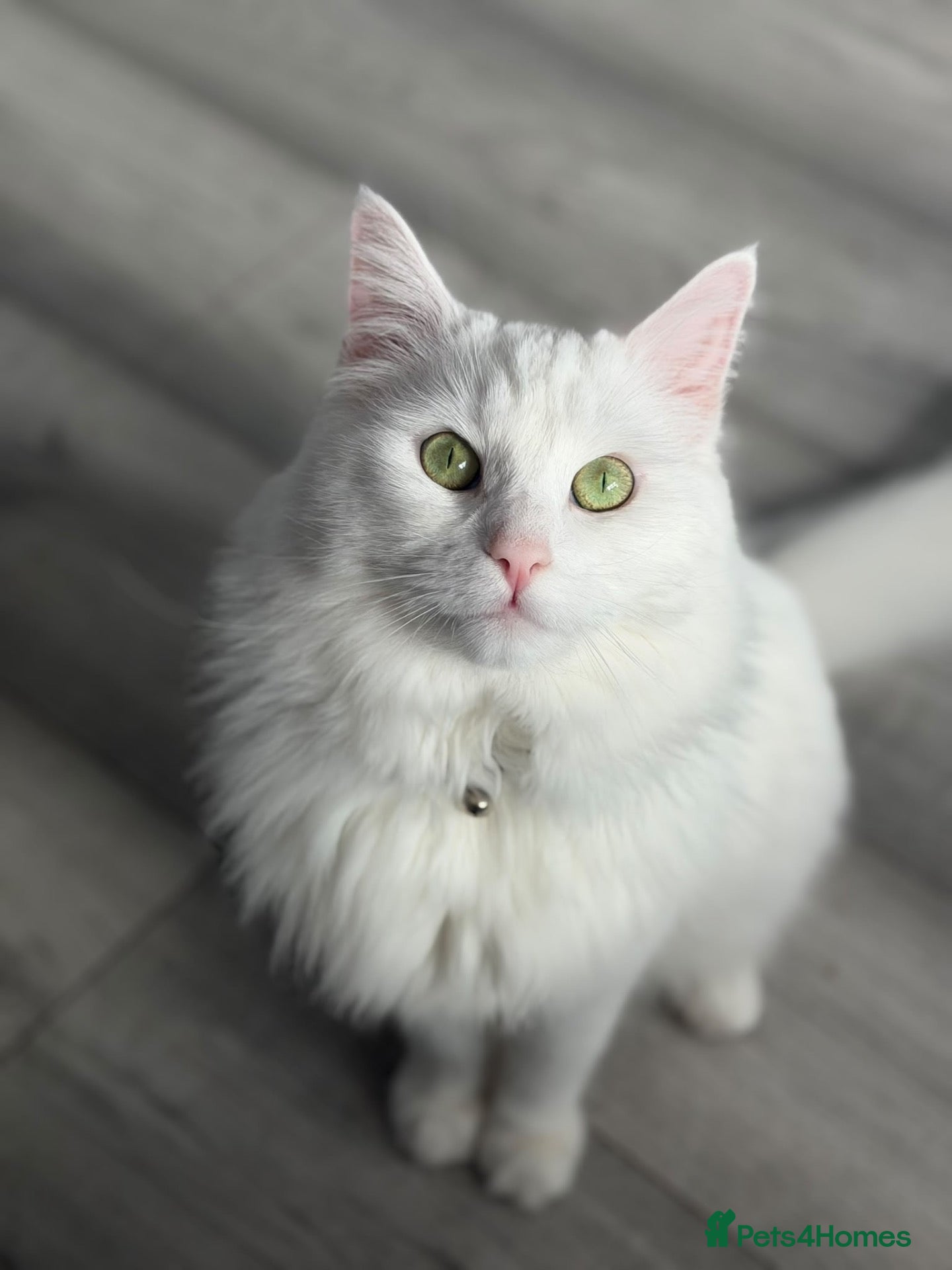 Persian cats Persian Cat For Adoption FREE - Advert 11