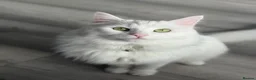 Persian cats for sale: Persian Cat For Adoption FREE in Manchester - Advert 1