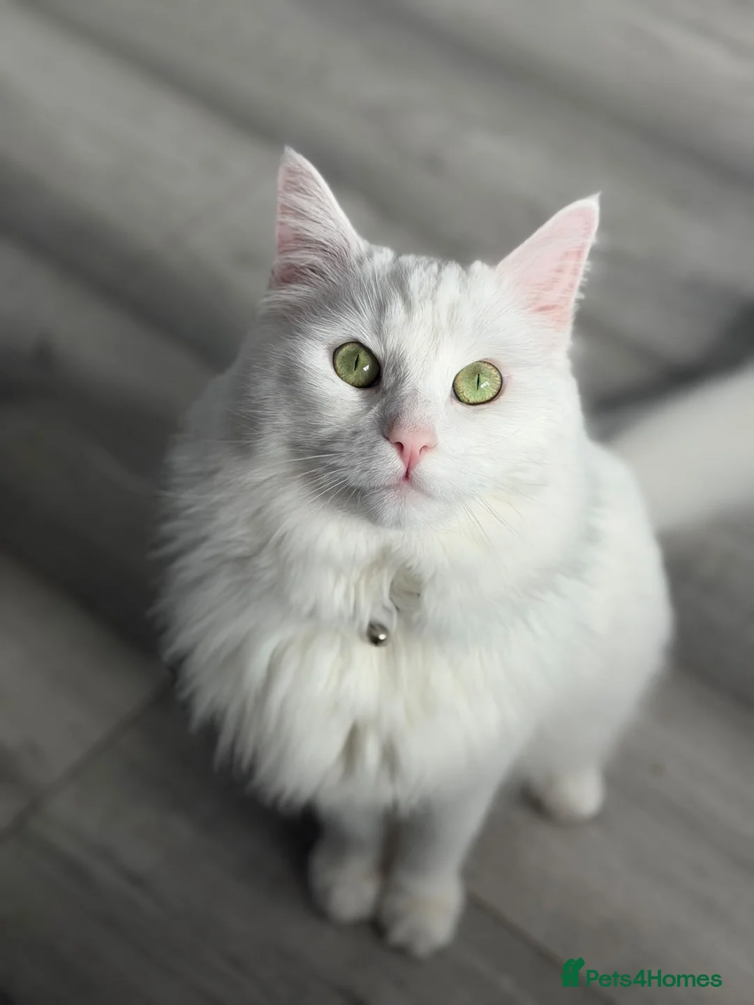 Persian cats for sale: Persian Cat For Adoption FREE in Manchester - Advert 1
