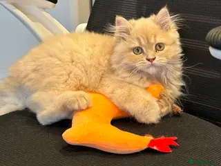 Persian cats An absolute joy - Advert 7