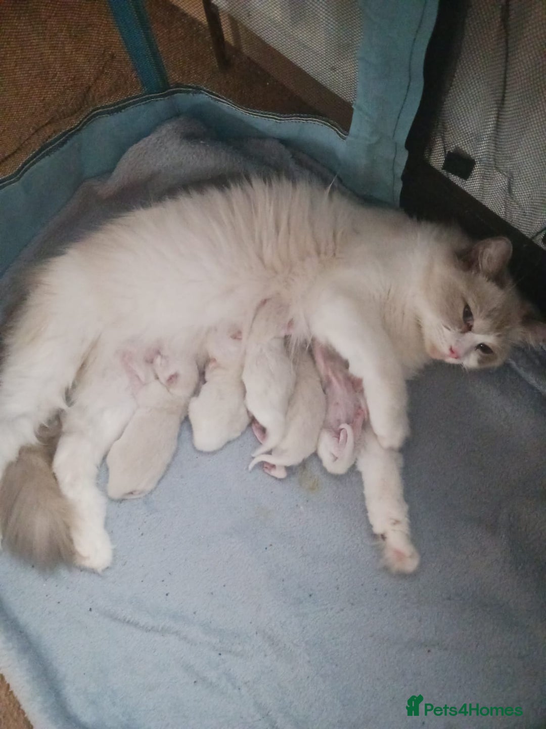 Ragdoll cats for sale: CUTE BLUE C/P RAGDOLL KITTENS  - Advert 2