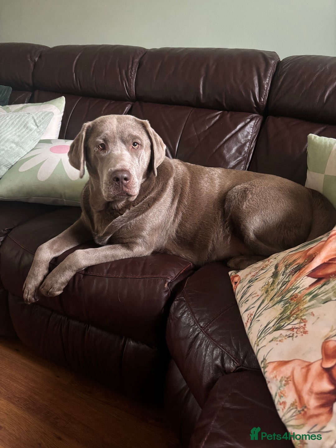 Labrador Retriever dogs for sale: Chocolate and Black Labrador Puppies - Advert 2