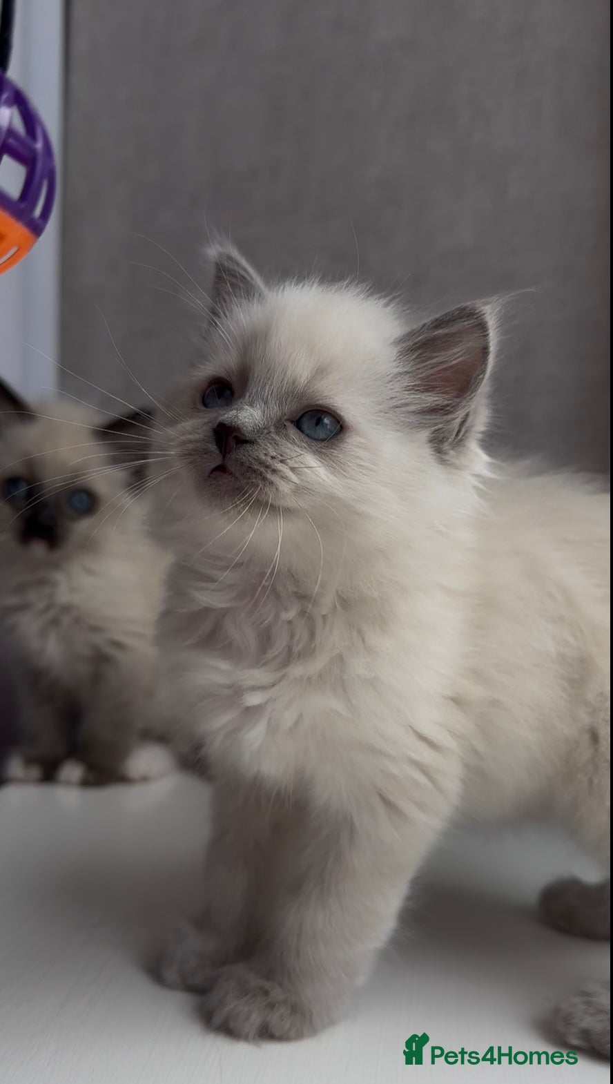 Ragdoll cats Stunning Ragdoll Kittens blue seal bicolour  - Advert 1
