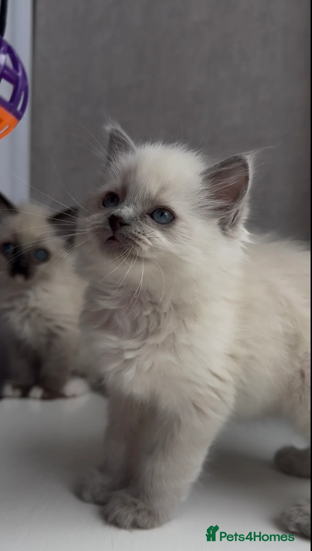 Ragdoll cats for sale: Stunning Ragdoll Kittens blue seal bicolour  - Advert 1