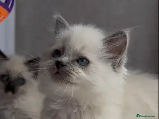 Ragdoll cats Stunning Ragdoll Kittens blue seal bicolour - Advert 2