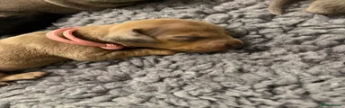 Dachshund 3