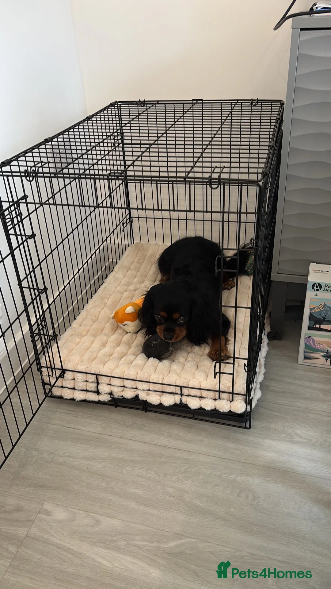 Cavalier King Charles Spaniel dogs for sale: Beautiful Intelligent Black & Tan KC Reg Cavalier - Advert 6