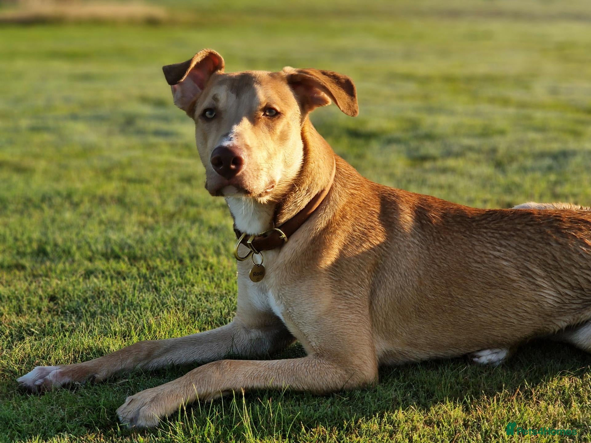 Mixed Breed dogs BullGreyhound x Border Collie 8 months old male  - Advert 1