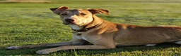 Mixed Breed dogs for sale: BullGreyhound x Border Collie 8 months old male  - Advert 1