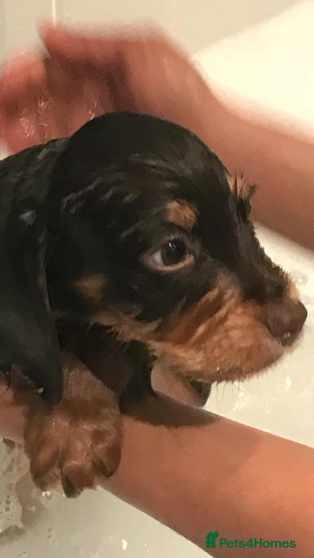 Cocker Spaniel dogs for stud: PROVEN KC REGISTERED Cocker Spaniel for Stud - Advert 2