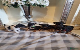 Jack Russell dogs for sale: Jack russell  - Image 7