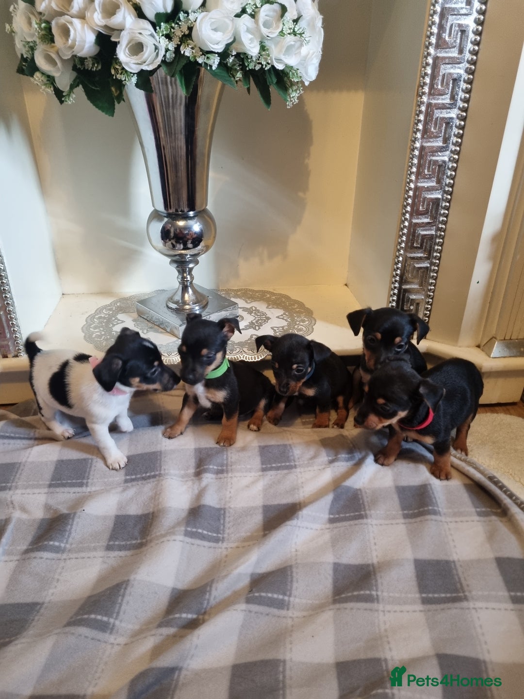 Jack Russell dogs for sale: Jack russell  - Image 7