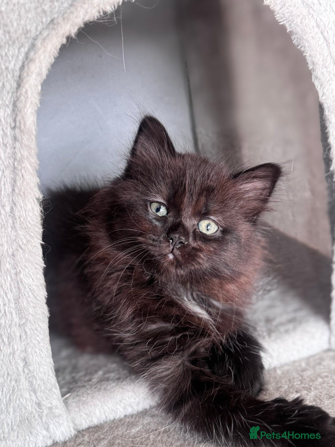 Mixed Breed cats for sale: Ragdoll and Maine Coon crossed  - Image 14