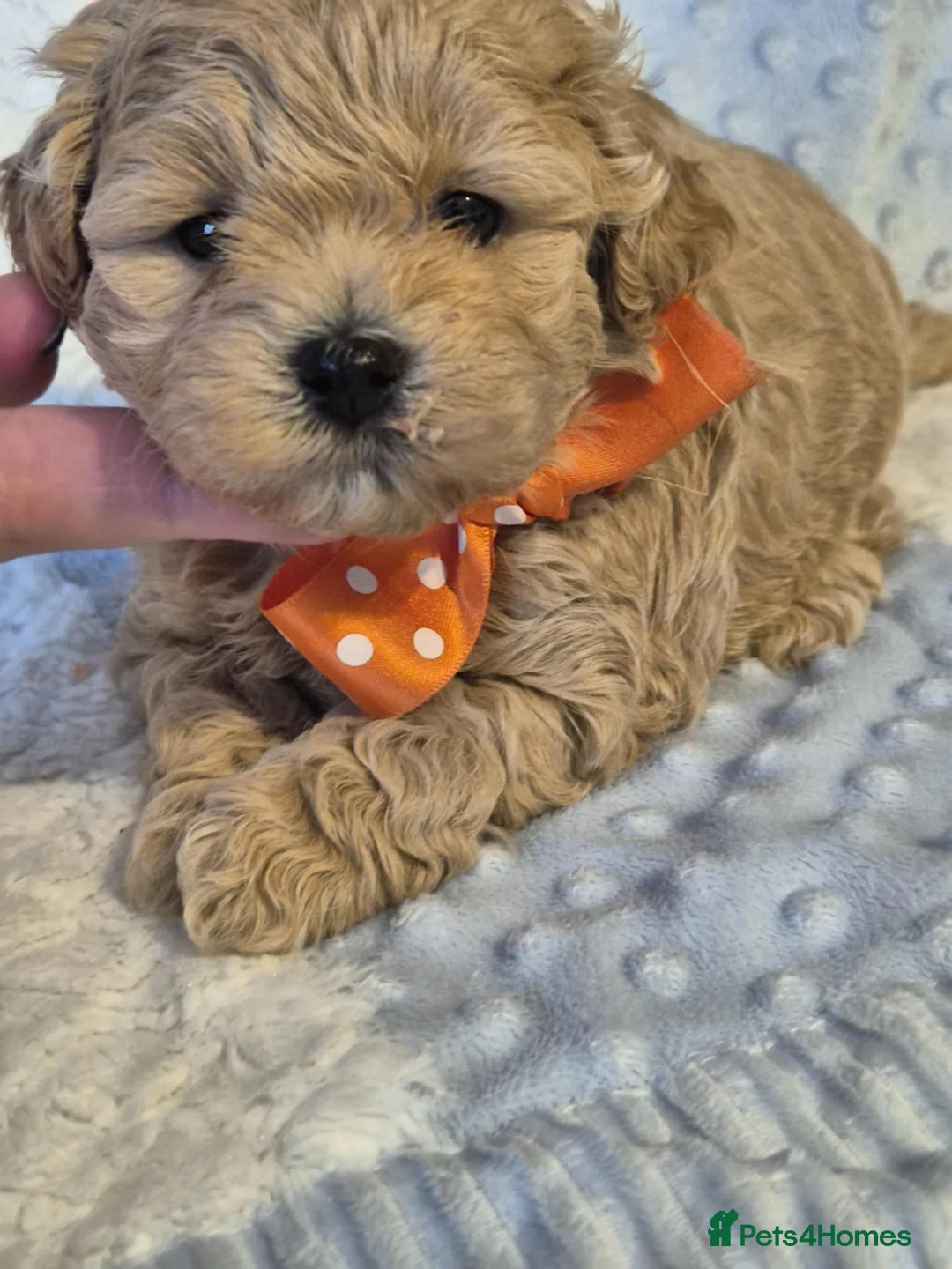 Maltipoo dogs for sale: Adorable very small maltipoo puppies 🐶❤️ - Advert 6