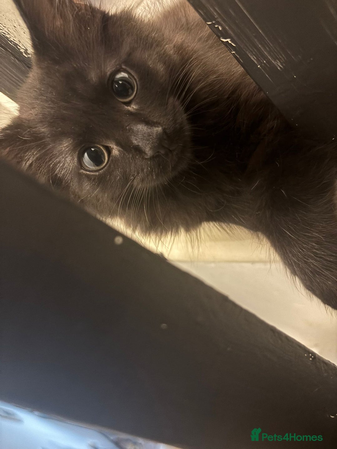 Mixed Breed cats for sale: 7 all black kittens - Image 14