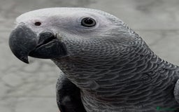 Parrots birds for sale: Tamed Parrots, African Greys and more - Image 2