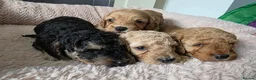 Cockapoo dogs for sale: 2 F1b Cockapoo Boys. DNA HEALTH TESTED - Advert 21