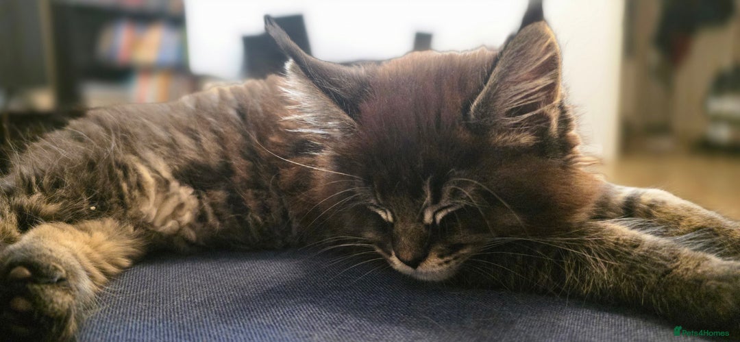 Maine Coon cats for sale: Maine Coon Kittens from Health Tested Parents. - Image 3