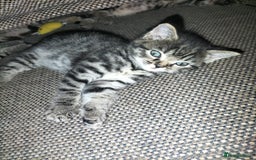 Mixed Breed cats for sale: 5 Beautiful Tabby Kittens - Image 11