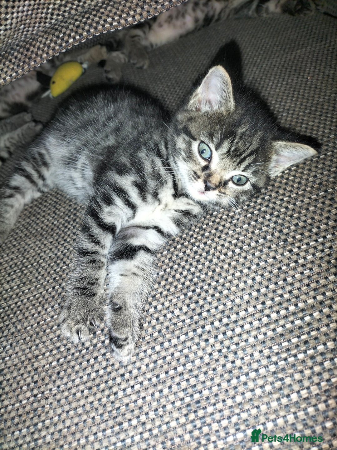 Mixed Breed cats for sale: 5 Beautiful Tabby Kittens - Image 11