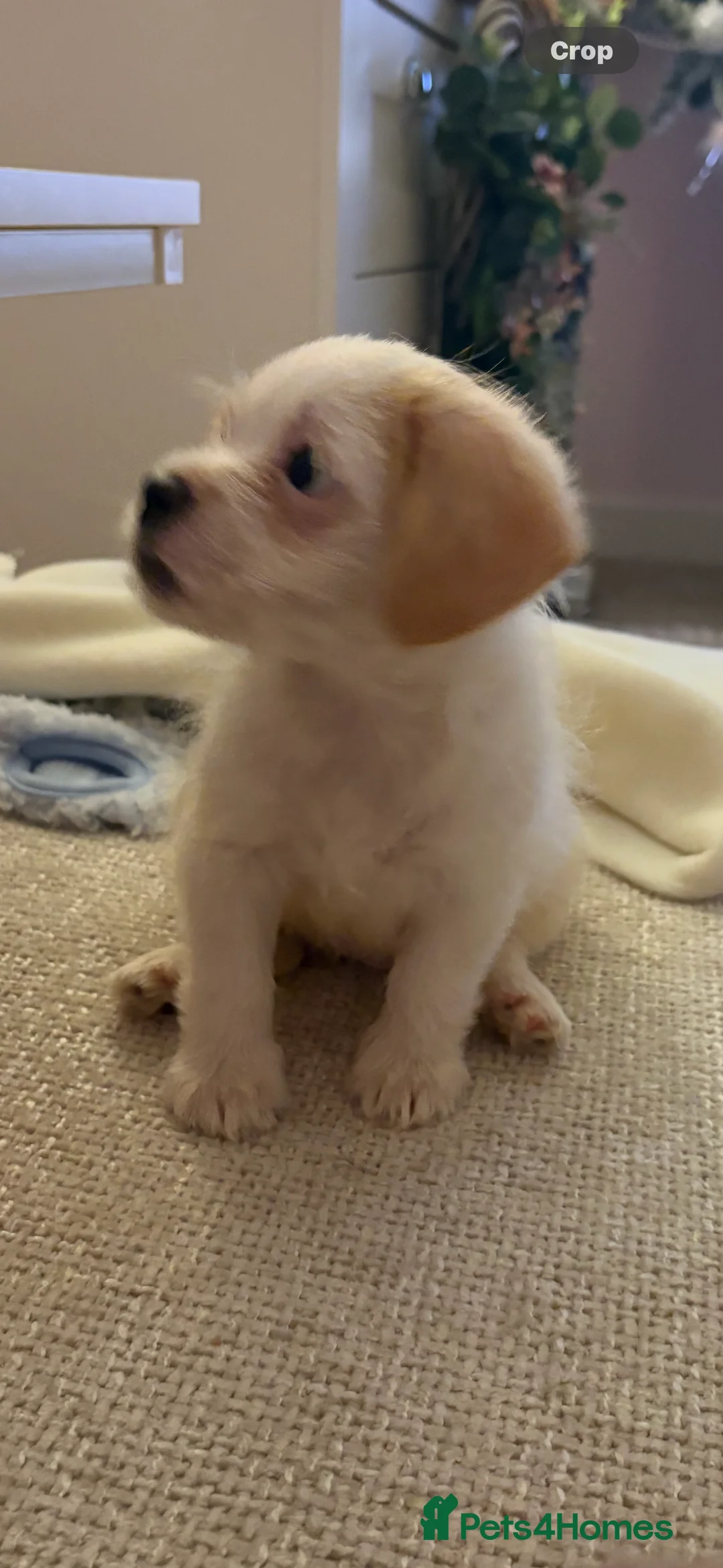Chipoo dogs for sale: Chipoo female puppy,  - Advert 7