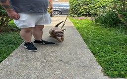 Olde English Bulldogge dogs for sale: Fawn olde English bulldogge named rubble - Image 3