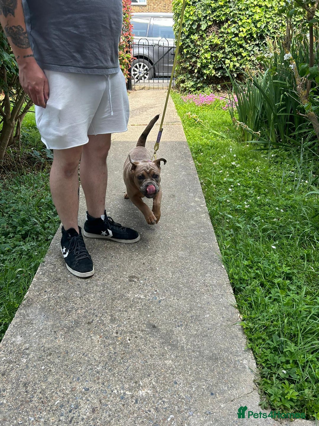Olde English Bulldogge dogs for sale: Fawn olde English bulldogge named rubble - Image 3