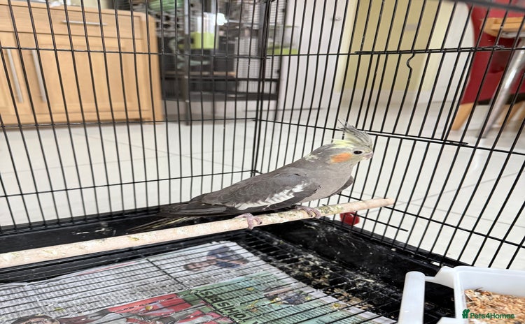 Cockatiels birds - Advert 10