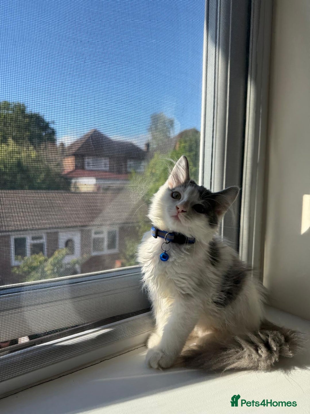 Mixed Breed cats for sale: Adorable Ragdoll and Norwegian Forest Kittens - Image 14