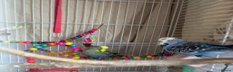 Budgerigars birds for sale: 2 mixed colour budgies for sale, with cage. in West Malling - Advert 4