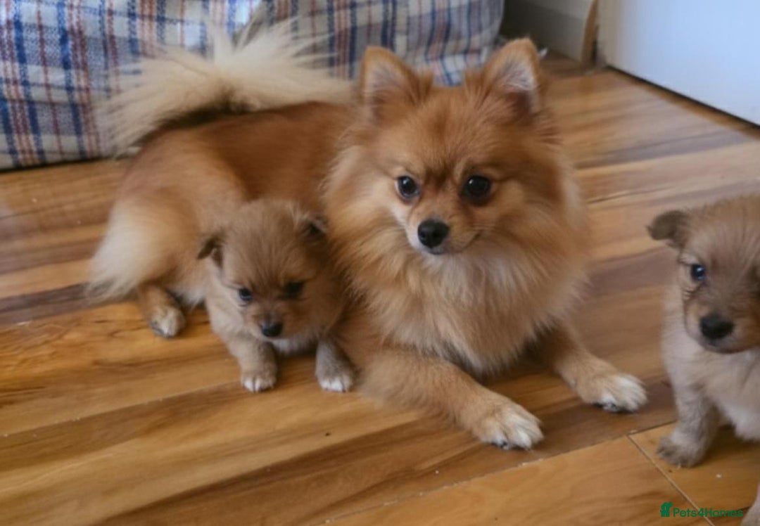 Pomeranian dogs for sale: Pomeranian Puppies - Image 16