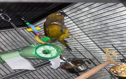 Conures birds for sale: Beautiful baby Patagonian conure - Image 4